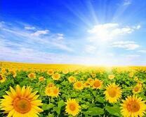 Рассвет над полем подсолнухов