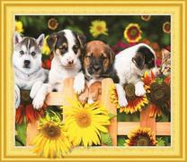 Щенки разной породы и котенок на изгороди