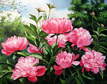 Цветущие пионы у деревьев