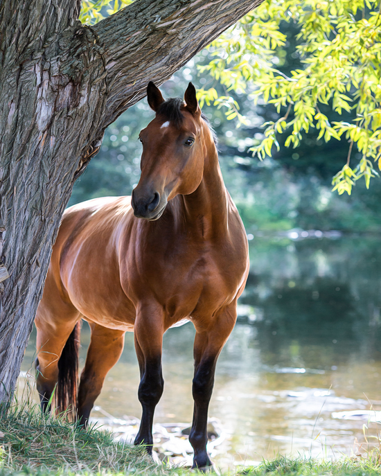 Алмазная мозаика 40x50 BOX20-2KMB-4594