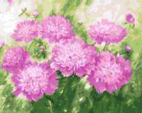 Дачные пионы