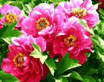 Розовые распустившиеся пионы