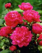 Куст цветущих алых пионов