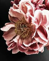 Нежный пион на черном фоне