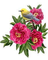 Желтенькая птичка на цветах пионов