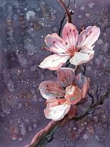 Два нежных цветочка сакуры на дереве