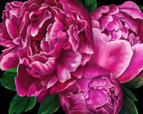 Большие сочные пионы