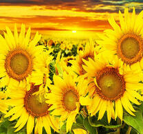 Поле подсолнухов на рассвете