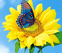 Перламутровая бабочка на подсолнухе