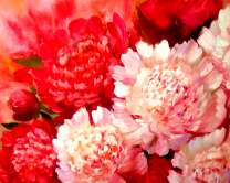 Контрастные пионы