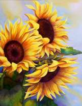 Три цветущих подсолнуха