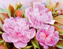 Три розовых цветка пионов