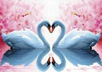 Белые лебеди на красивом озере