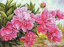 Летний куст розовых пионов