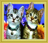 Два милых котёнка в ошейниках