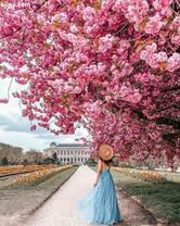 Нежная девушка под цветущей сакурой