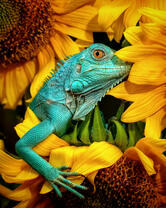 Игуана в подсолнухах