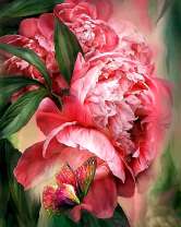 Красная бабочка на цветах пионов