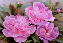 Три нежных пиона