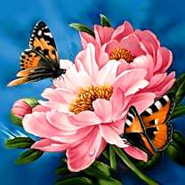 Бабочки на розовых пионах
