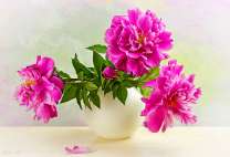 Три пиона в белой вазе