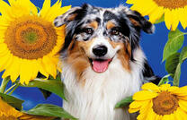 Весёлый пёс в подсолнухах