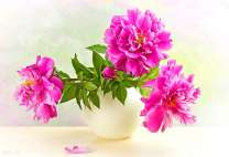 Ярко-розовые пионы в белой вазе