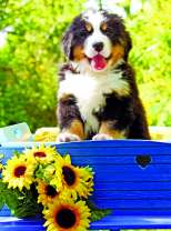 Пушистый щеночек и букет подсолнухов